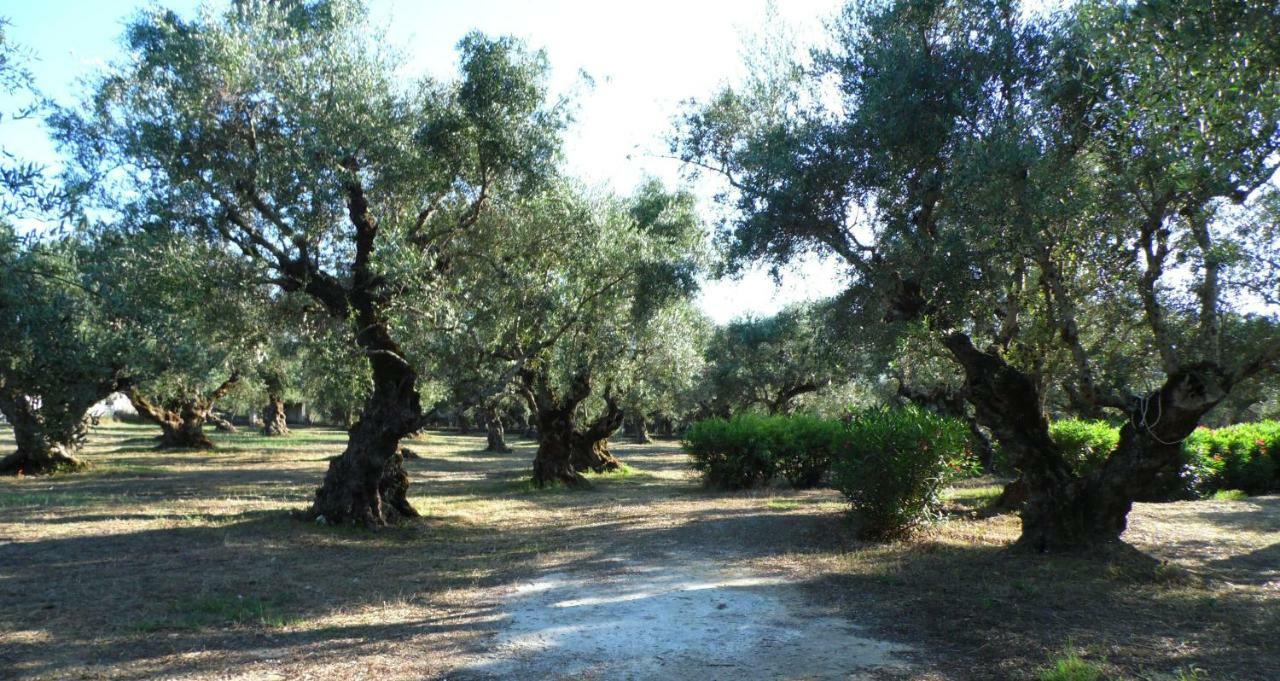 Theni Olive Grove Villa Kato Yerakarion Zewnętrze zdjęcie